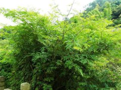 土壤養分測試儀原理是什么？土壤養分測試儀價格得多少錢？