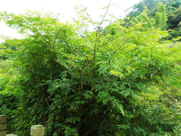 土壤養分測試儀原理是什么？