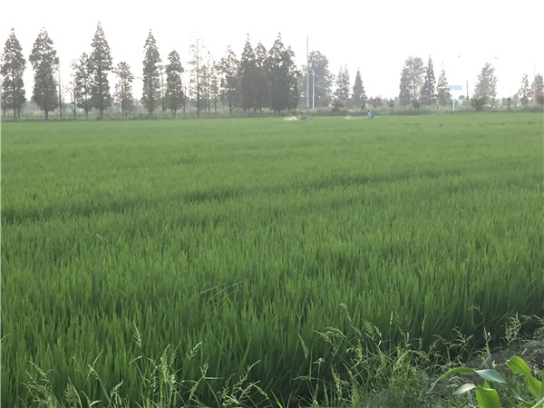 土壤水分速測儀能測定土壤墑情規律嗎？